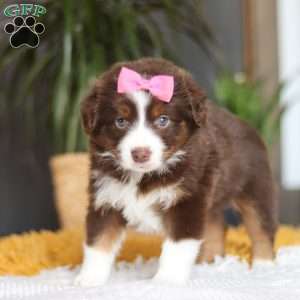Digger, Miniature Australian Shepherd Puppy
